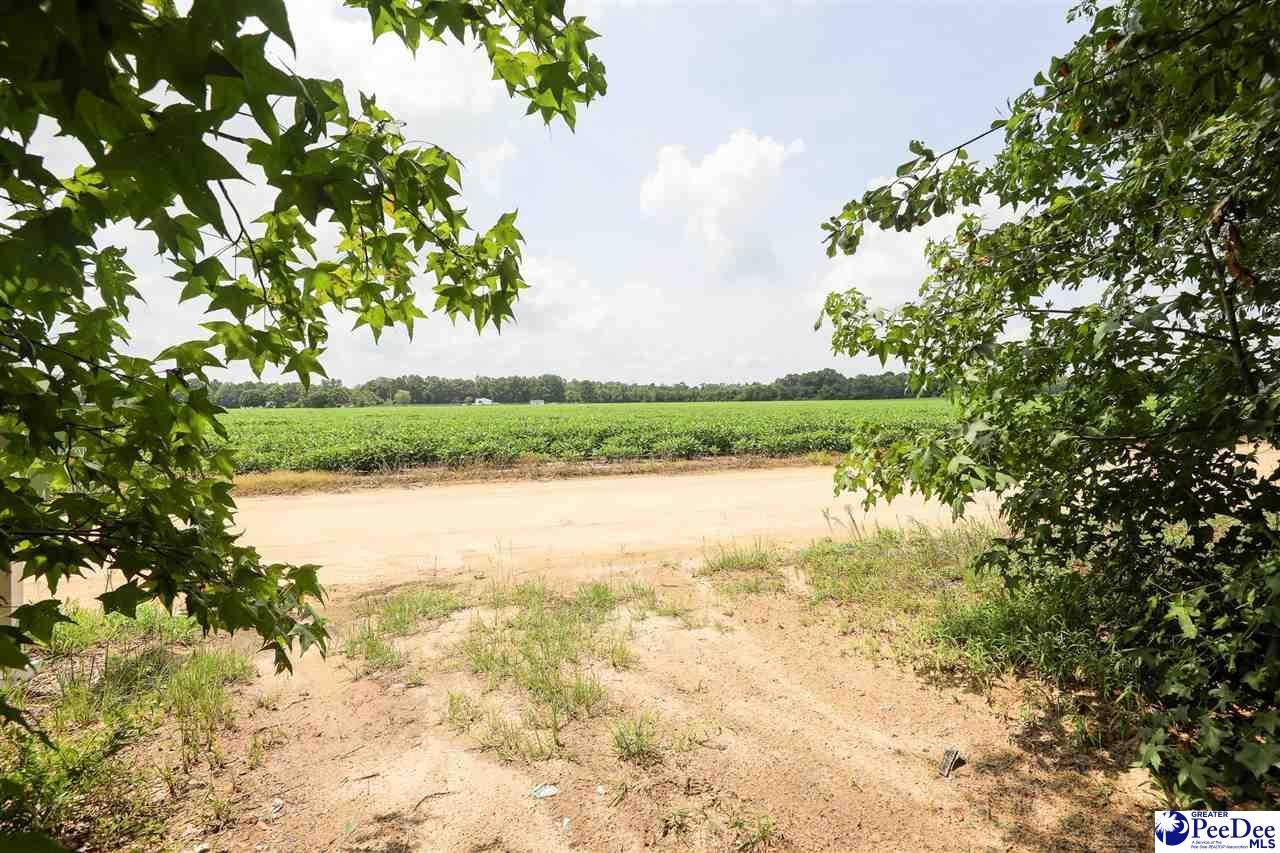 20-acres Manantial Road Lamar, SC 29069 - Photo 6 of 11 Gallery Image 6
