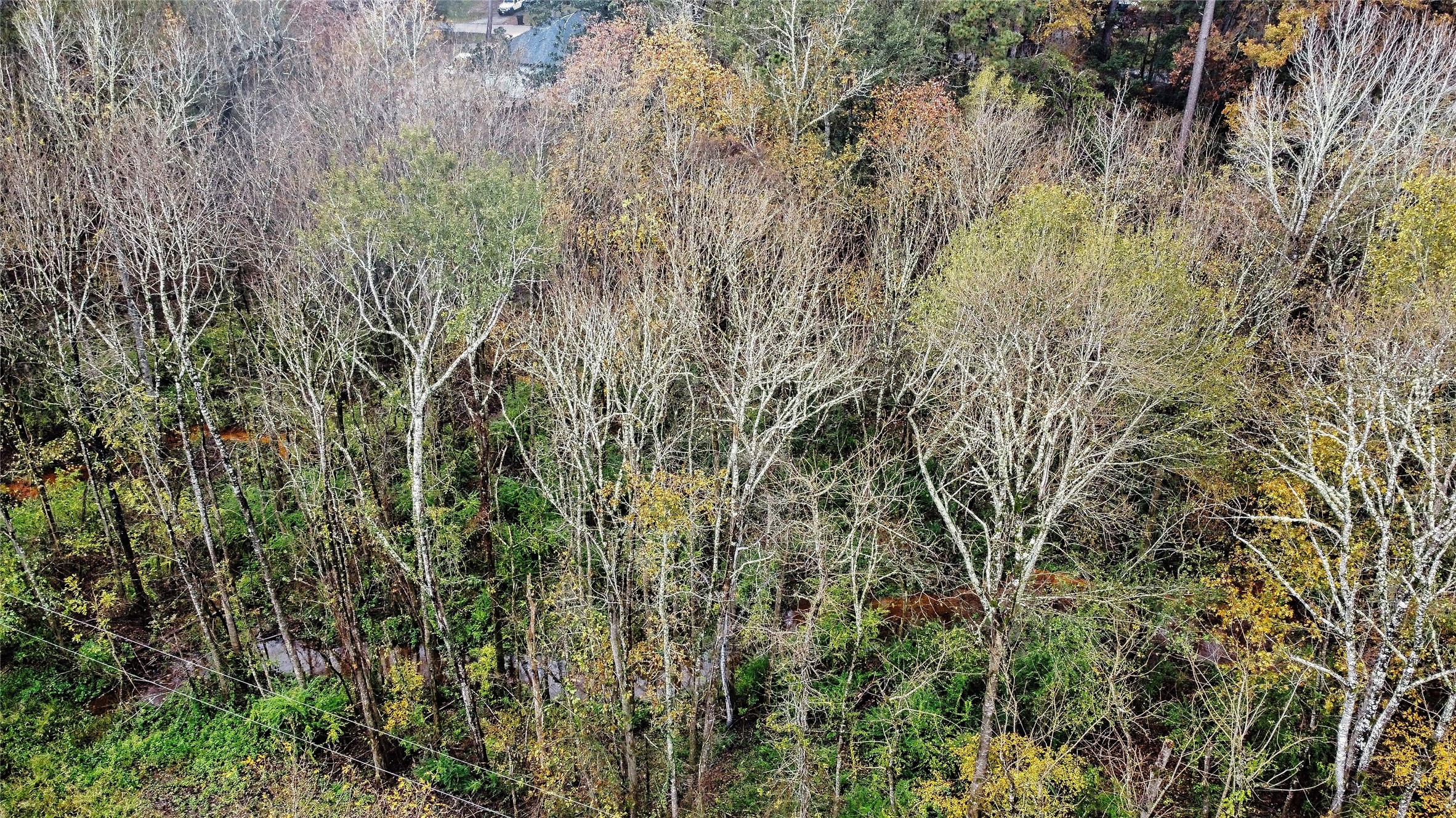 12651 Royal Creek Road Conroe, TX 77303 - Photo 6 of 13 a view of a lush green forest with large trees