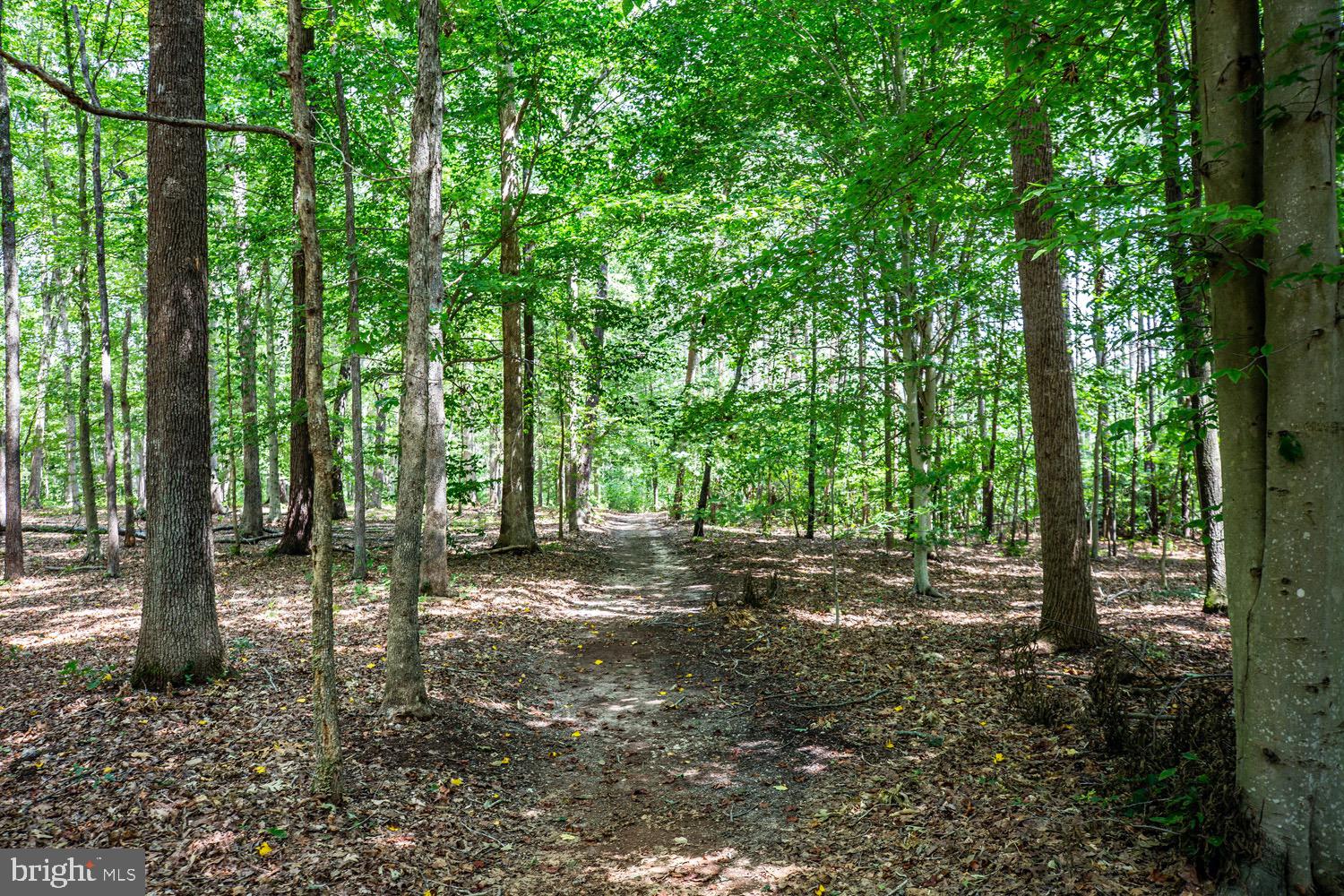 1735 Log Cabin Road Beaverdam, VA 23015 - Photo 72 of 73 Trails for days!