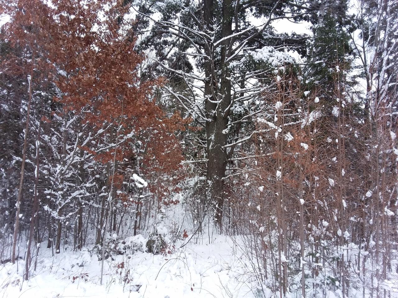 On Pelican Ranch Road, Unit 8 21 ACRES Rhinelander, WI 54501 - Photo 13 of 15 Gallery Image 13