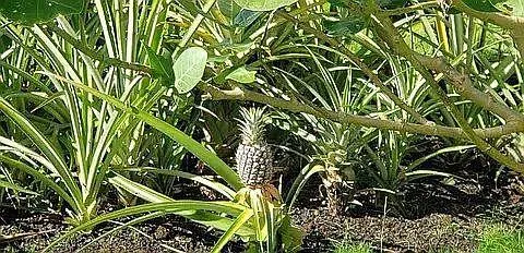 $729,000 | 15-2794 Papio Street, Pahoa, HI 96778