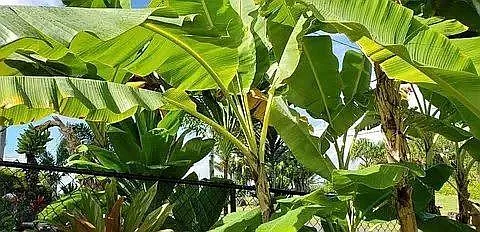 $729,000 | 15-2794 Papio Street, Pahoa, HI 96778