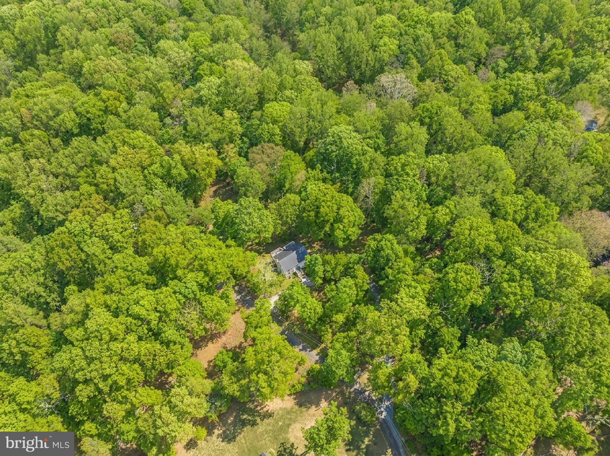 20808 Wild Goose Lane Leesburg, VA 20175 - Photo 82 of 86 a view of a lush green forest with a tree