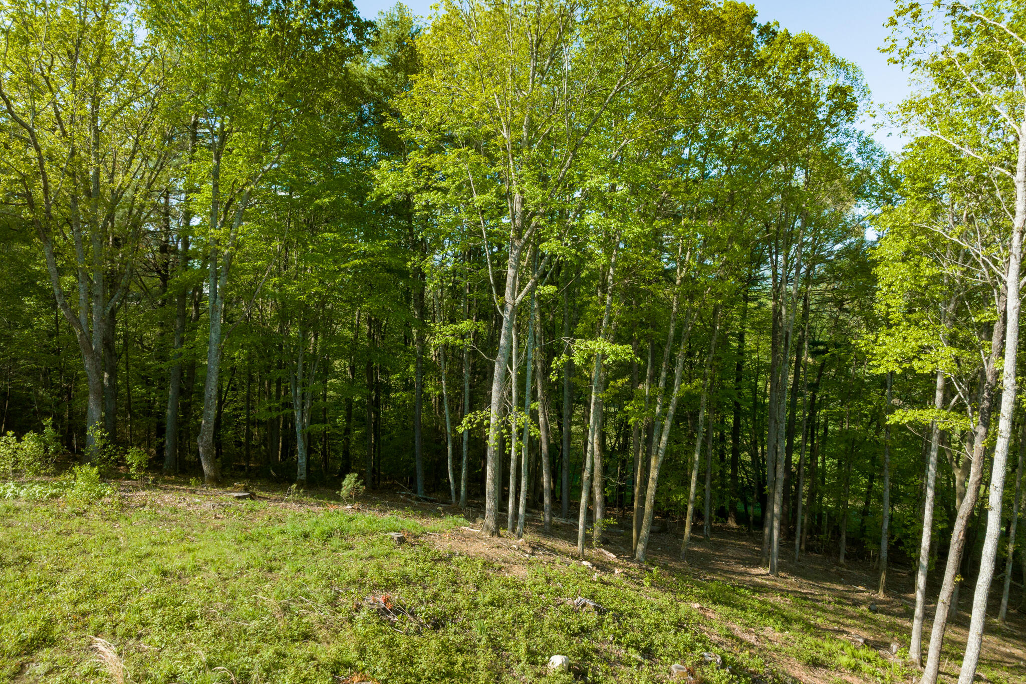 Lot 1 West Of Dry Hill Road, Unit 1 Butler, TN 37640 - Photo 16 of 53 TBD Eagle Ridge LOT 1 (17 of 37)