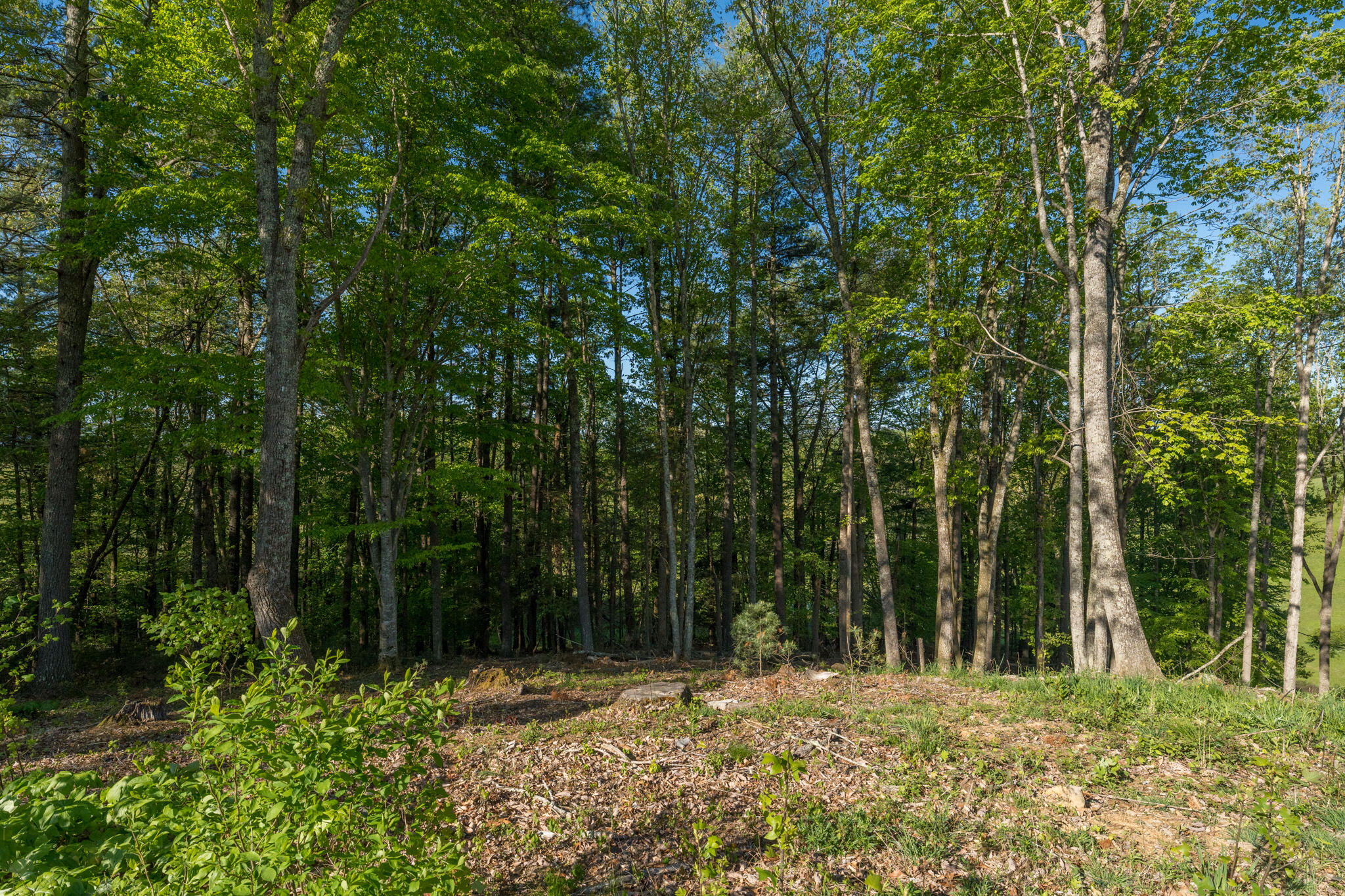 Lot 1 West Of Dry Hill Road, Unit 1 Butler, TN 37640 - Photo 33 of 53 TBD Eagle Ridge LOT 1 (34 of 37)