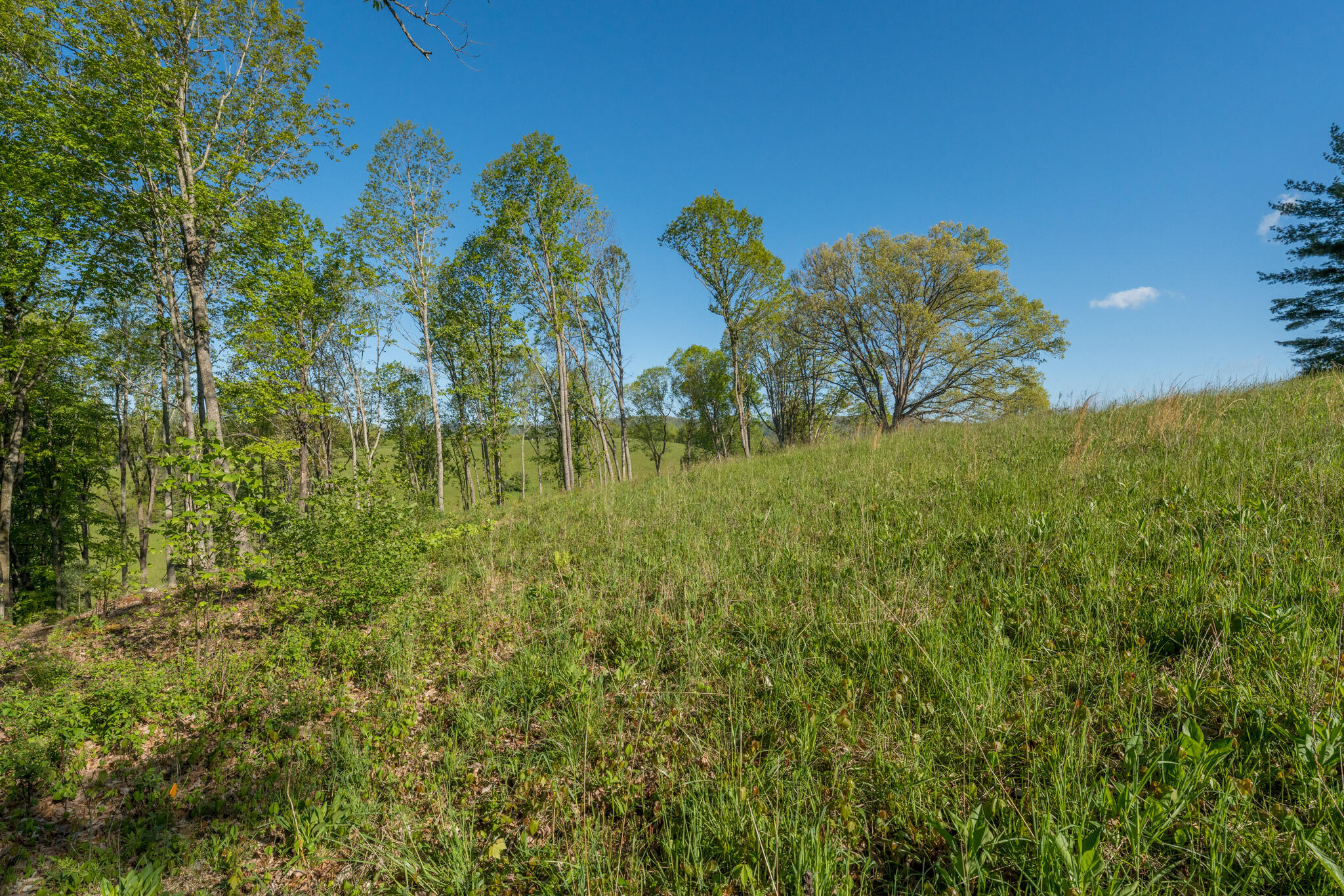 Lot 1 West Of Dry Hill Road, Unit 1 Butler, TN 37640 - Photo 34 of 53 TBD Eagle Ridge LOT 1 (35 of 37)