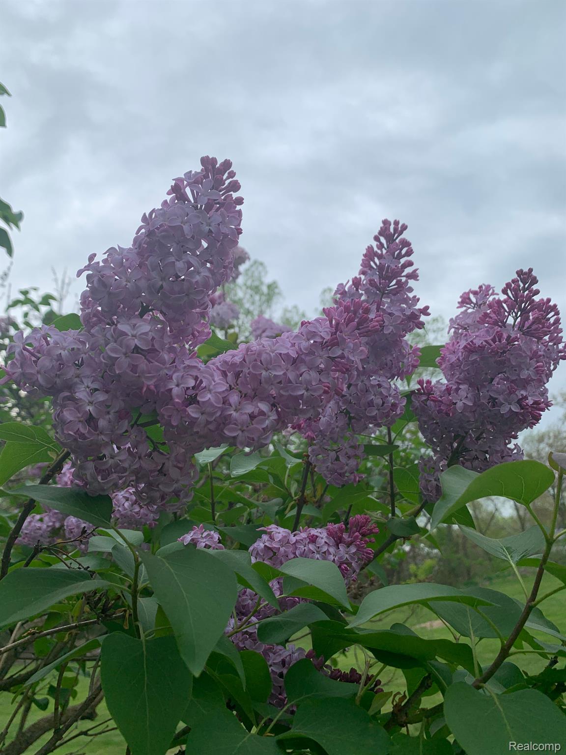 13955 Grafton Road Carleton, MI 48117 - Photo 51 of 55 Property in Full Bloom