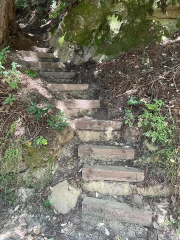 a view of a yard with some trees