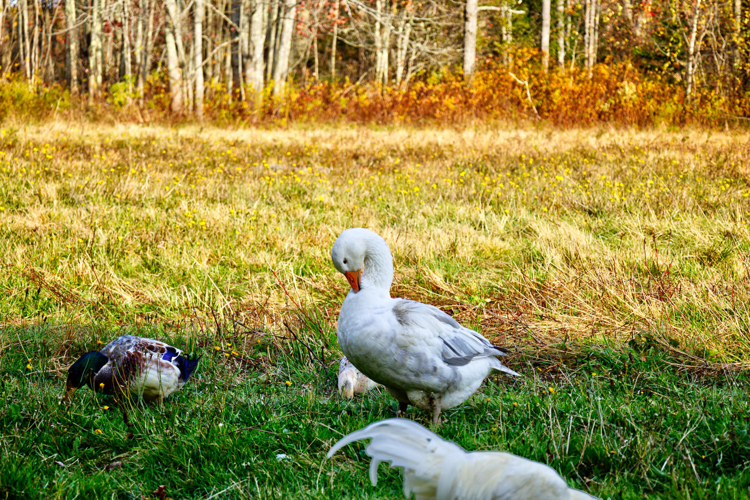 648 North Sedgwick Road Sedgwick, ME 04676 - Photo 31 of 67 Goose 1