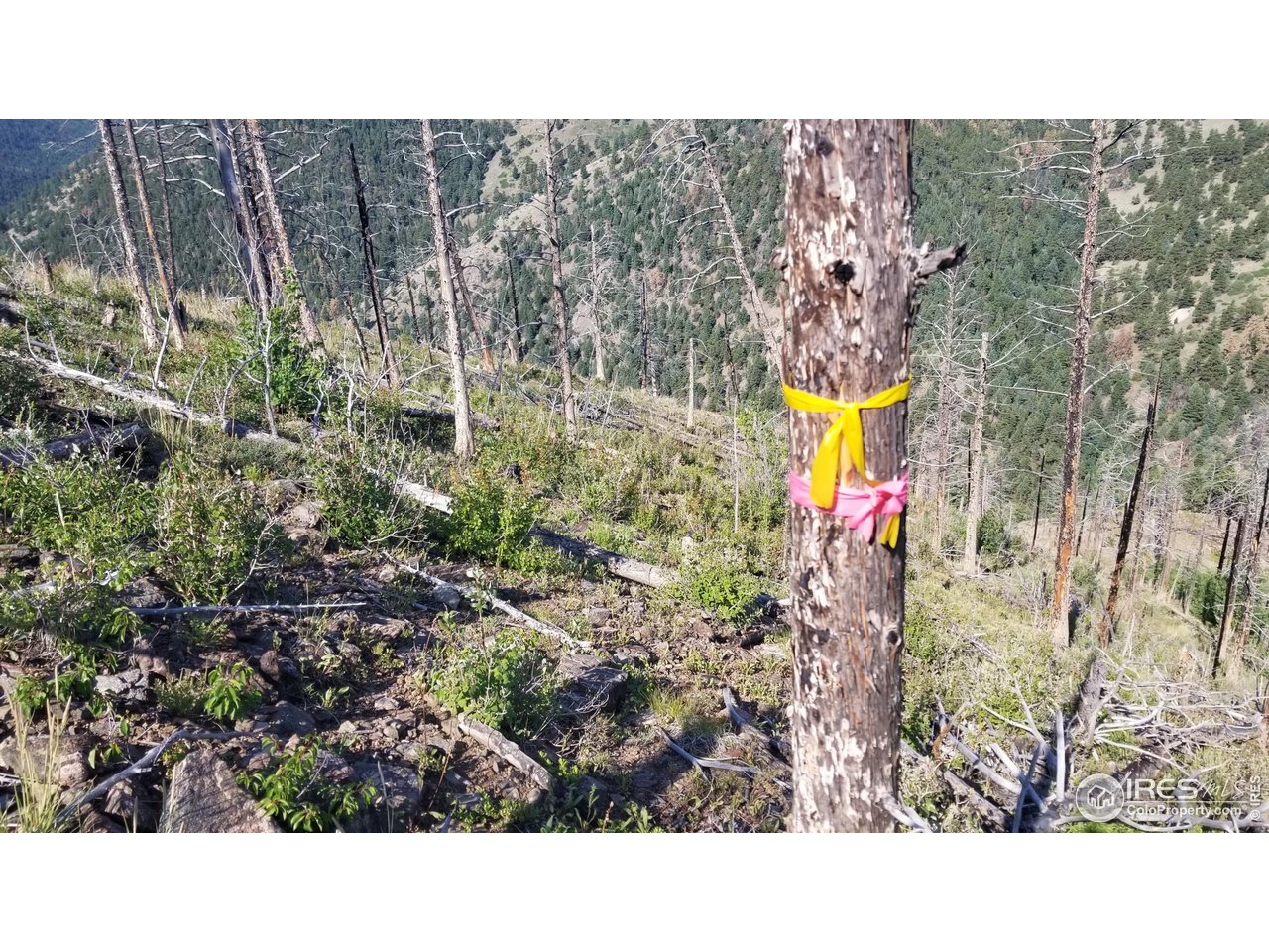 0 Gold Trail Boulder, CO 80302 - Photo 2 of 7 a black and white photo of a building