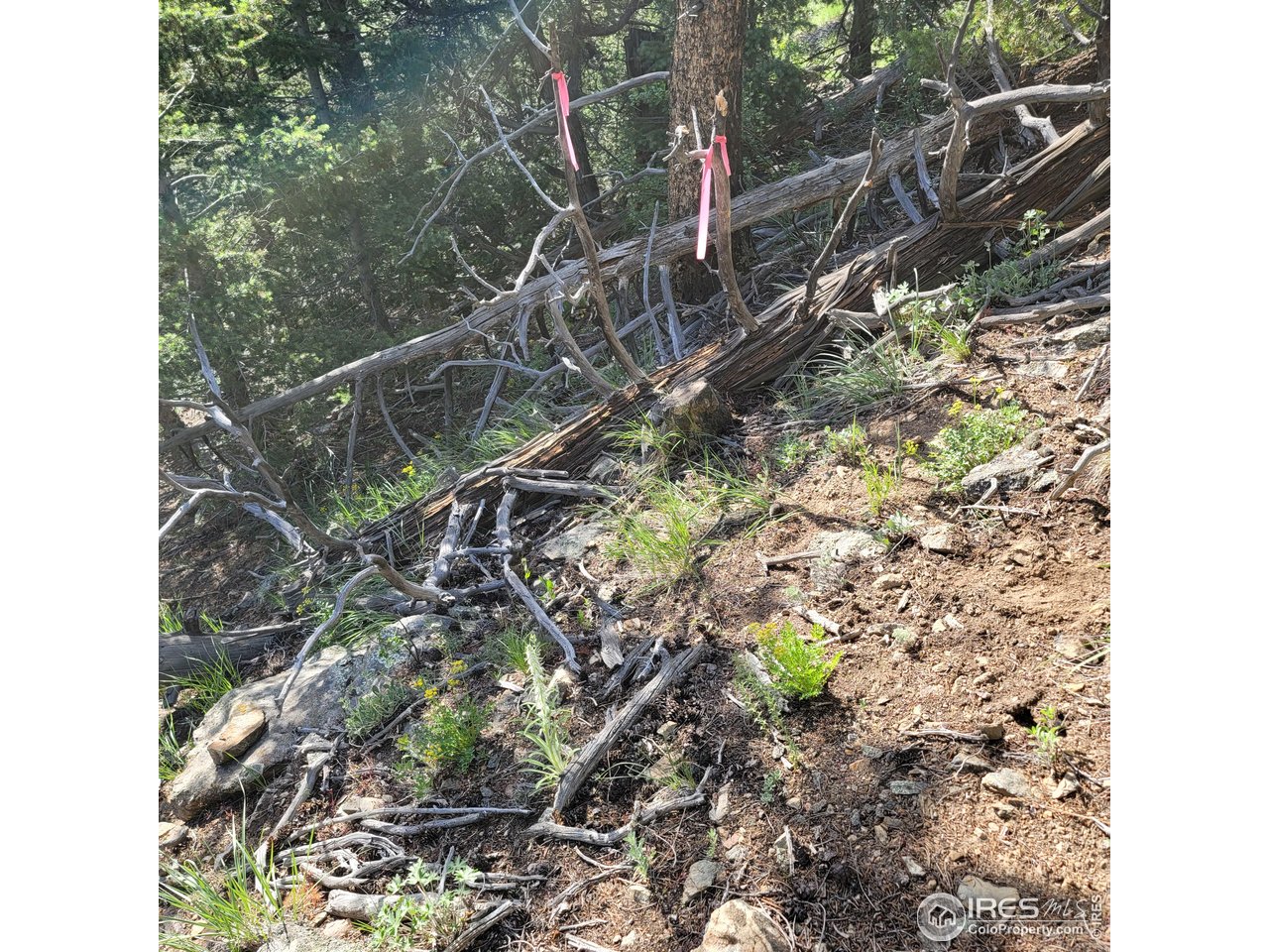 0 Gold Trail Boulder, CO 80302 - Photo 4 of 7 a backyard of a house
