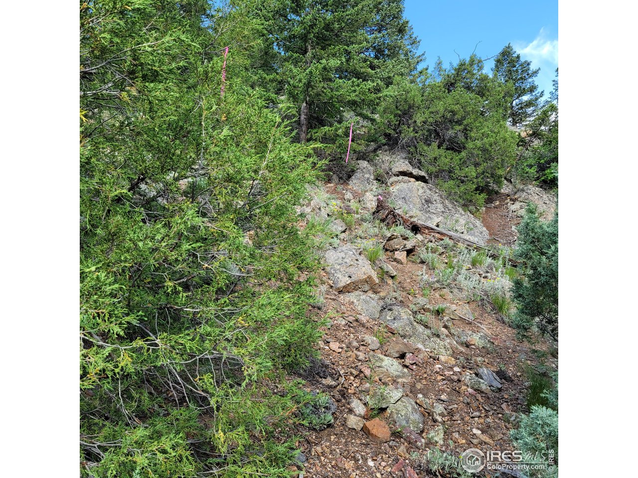 0 Gold Trail Boulder, CO 80302 - Photo 5 of 7 a close up of a plant in a garden