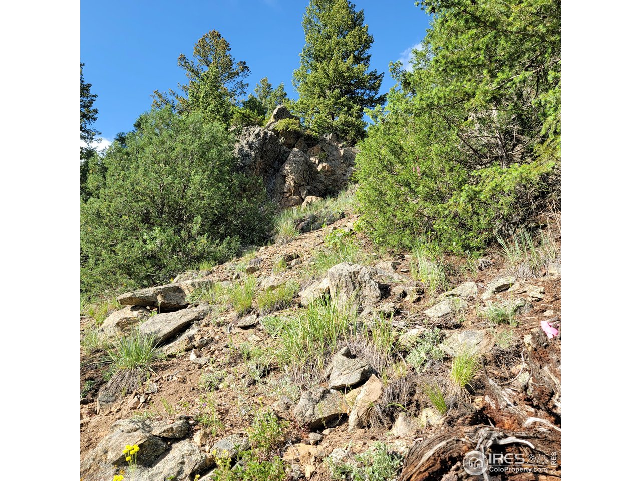 0 Gold Trail Boulder, CO 80302 - Photo 6 of 7 a view of a garden with a tree