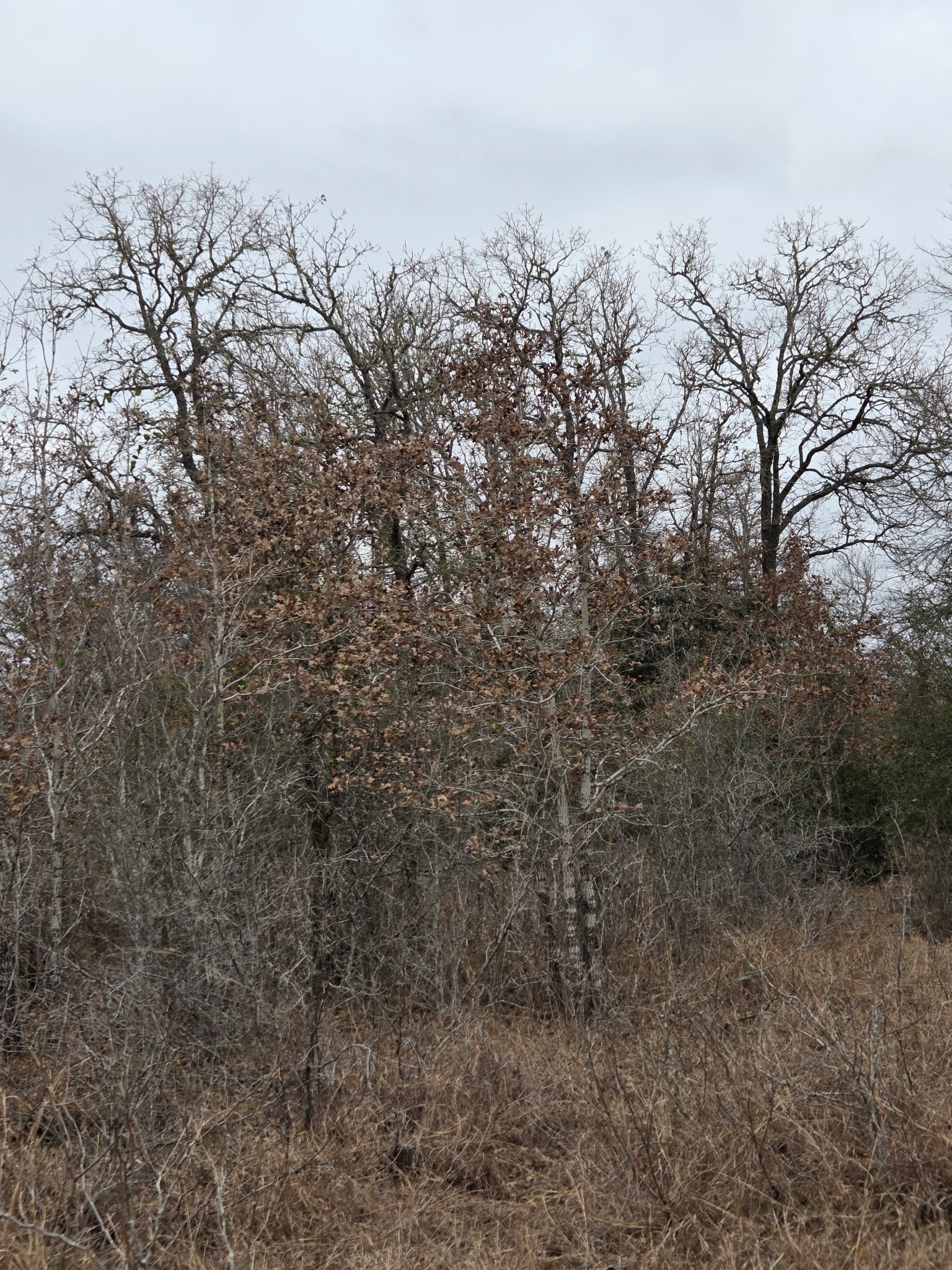 1065 Private Road 7041 Elgin, TX 78621 - Photo 37 of 38 Wooded Area perfect for a hunting blind!!!