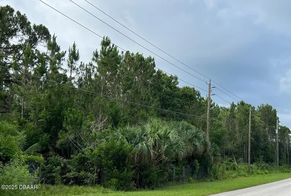a view of a lush green forest