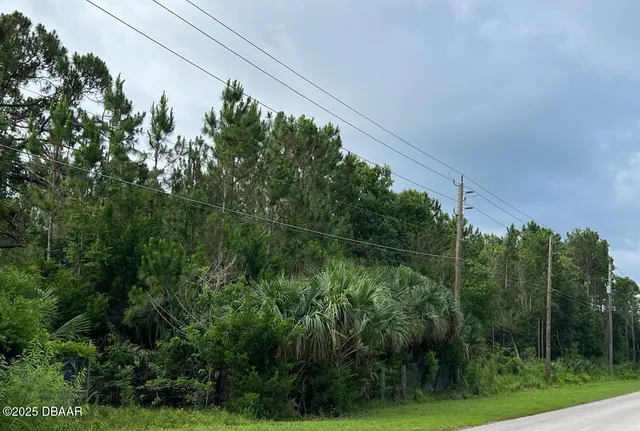a view of a lush green forest