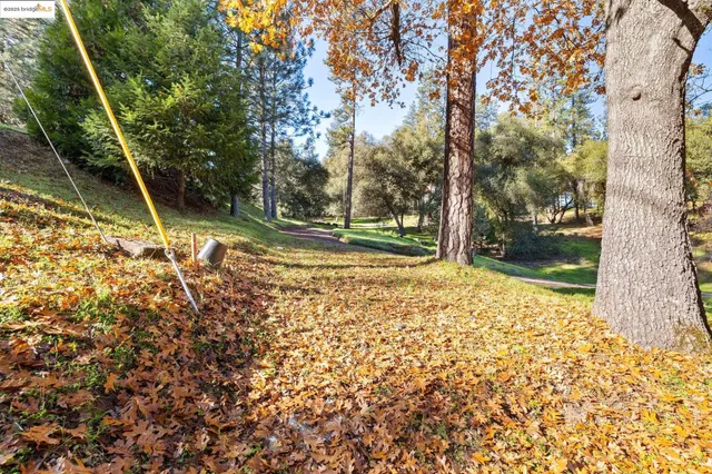 a view of a yard with large trees