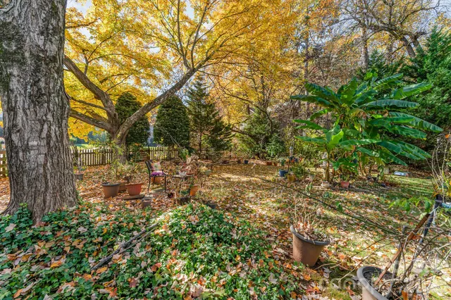 a view of a yard with plants and trees