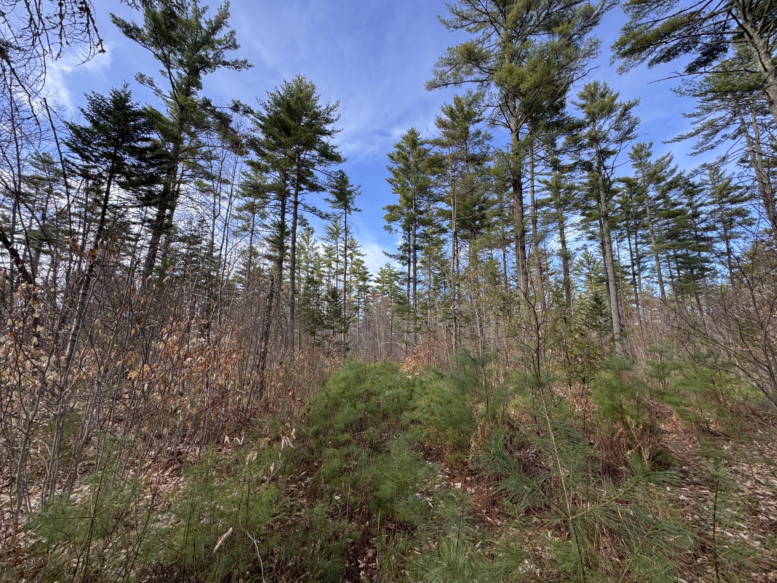 P/0-m20l19 Carter Hill Road Fryeburg, ME 04037 - Photo 15 of 21 Mature growth