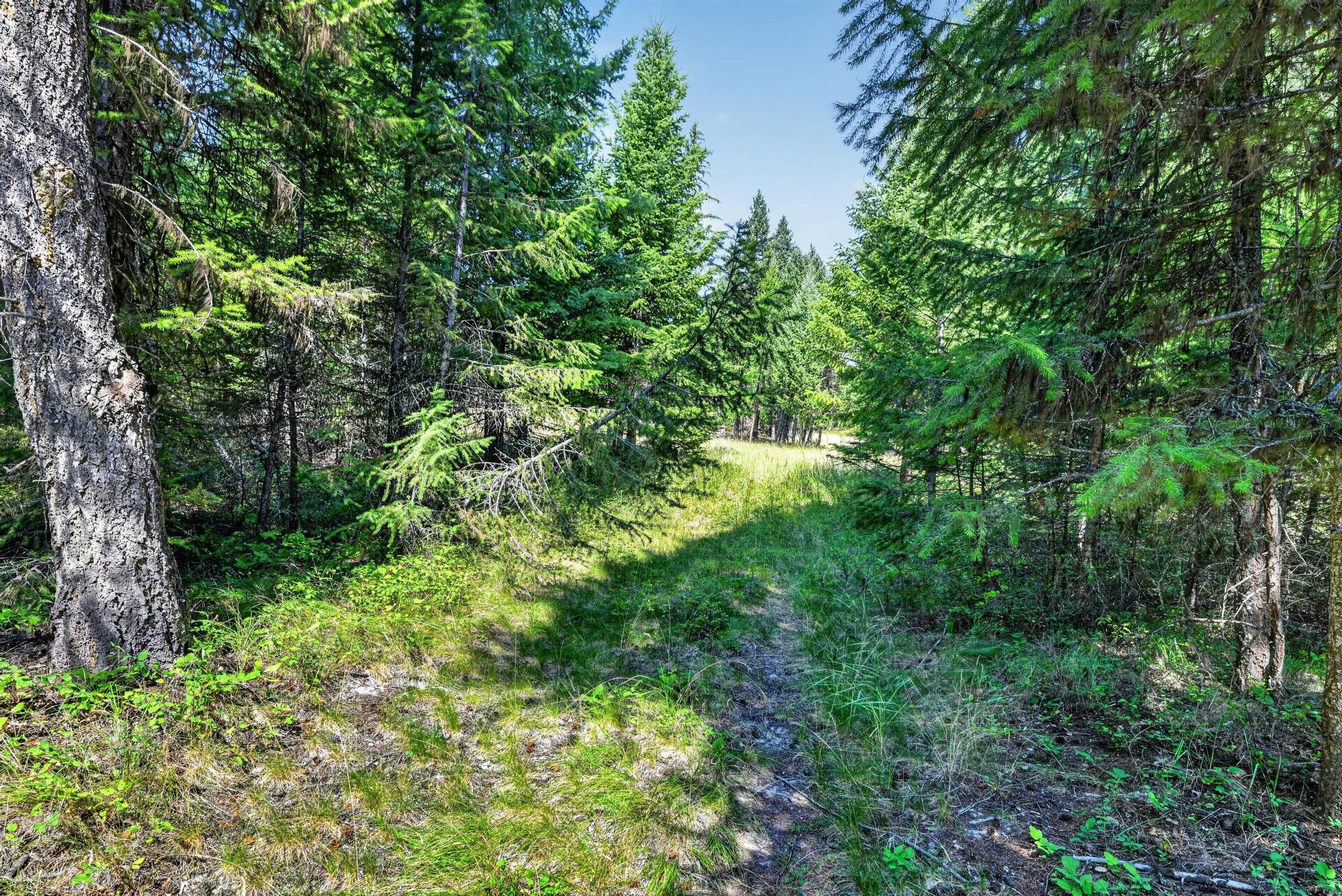Lot 4 Forest Ridge Road Fortine, MT 59918 - Photo 6 of 21 Gallery Image 6