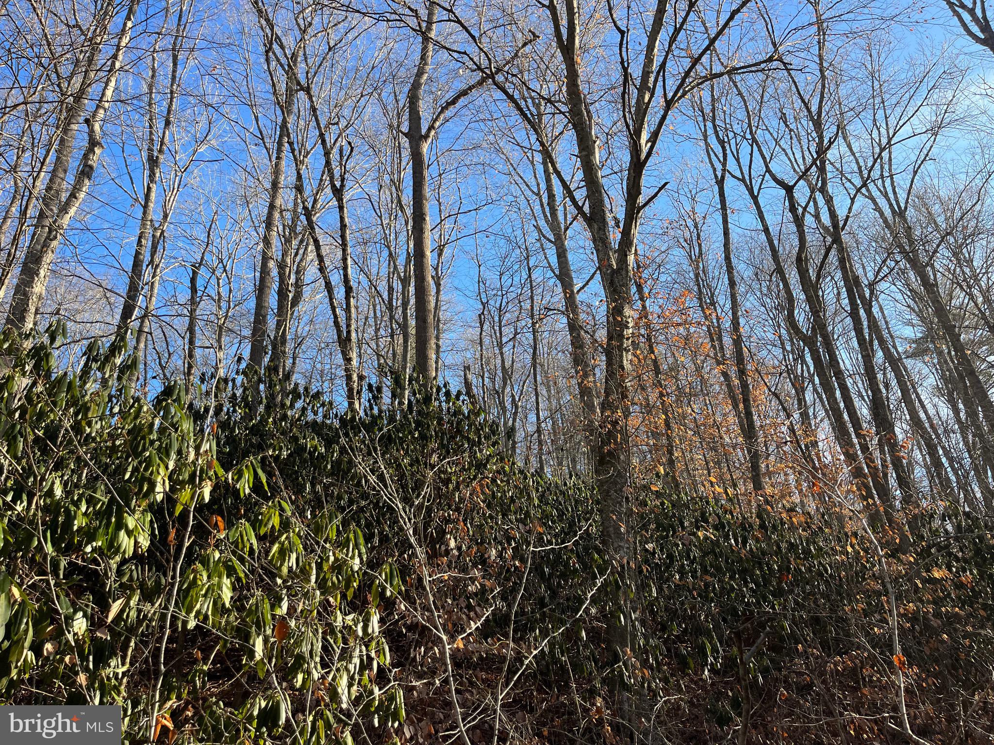 0 Chisholm Creek Road Dugspur, VA 24325 - Photo 17 of 71 a view of a yard