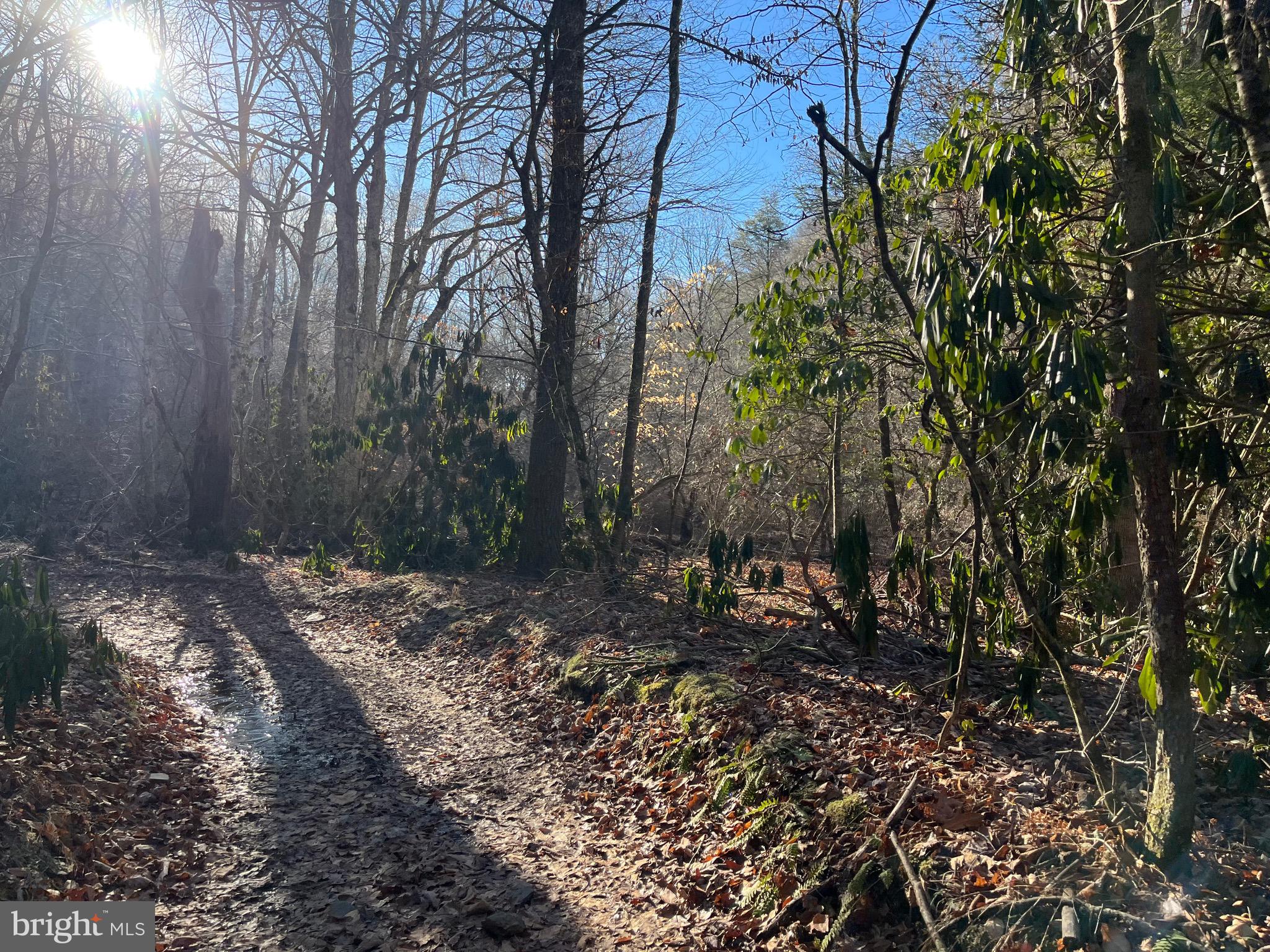 0 Chisholm Creek Road Dugspur, VA 24325 - Photo 23 of 71 a view of a forest filled with trees
