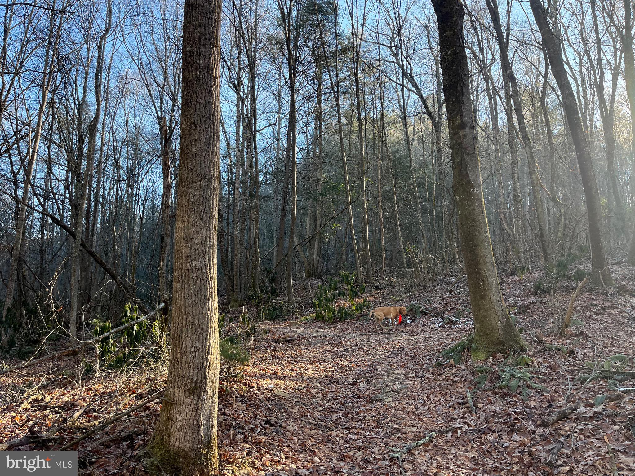 0 Chisholm Creek Road Dugspur, VA 24325 - Photo 29 of 71 a view of outdoor space and green space