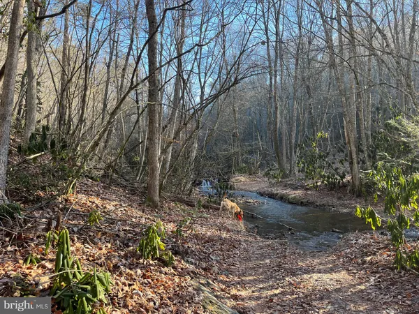 a view of a yard with large trees