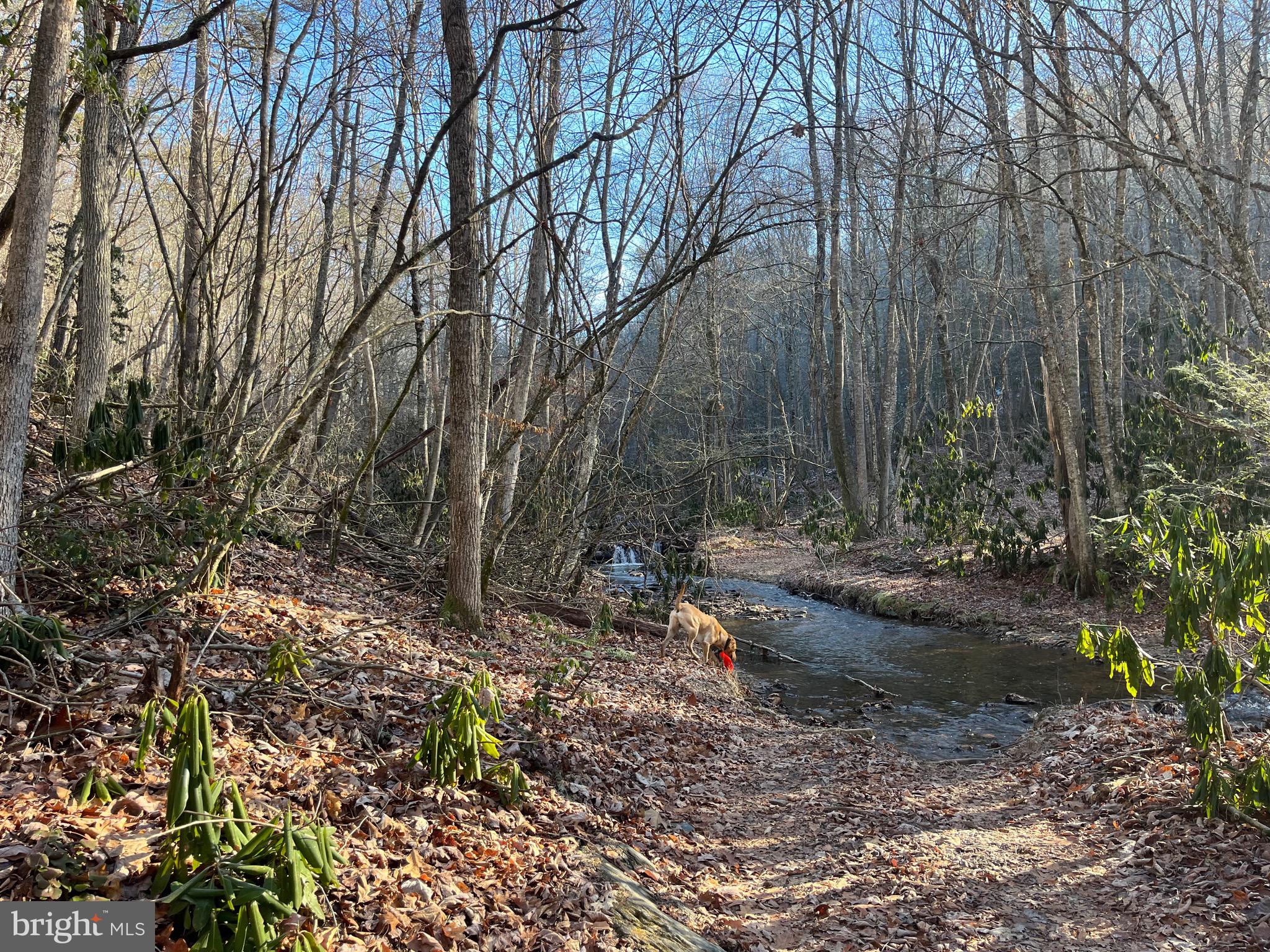 0 Chisholm Creek Road Dugspur, VA 24325 - Photo 5 of 71 a view of a yard with plants and trees