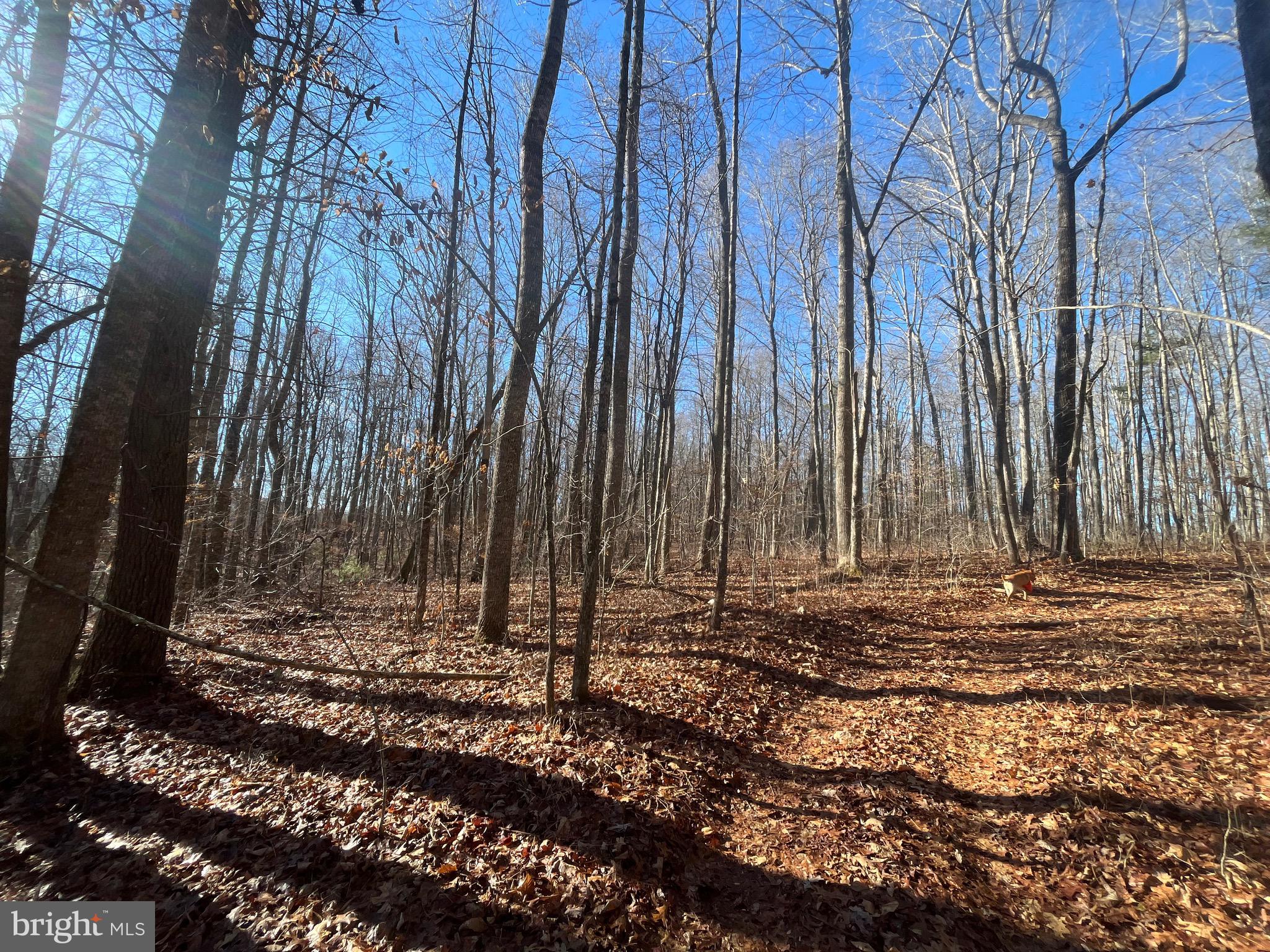 0 Chisholm Creek Road Dugspur, VA 24325 - Photo 53 of 71 a view of a backyard with trees