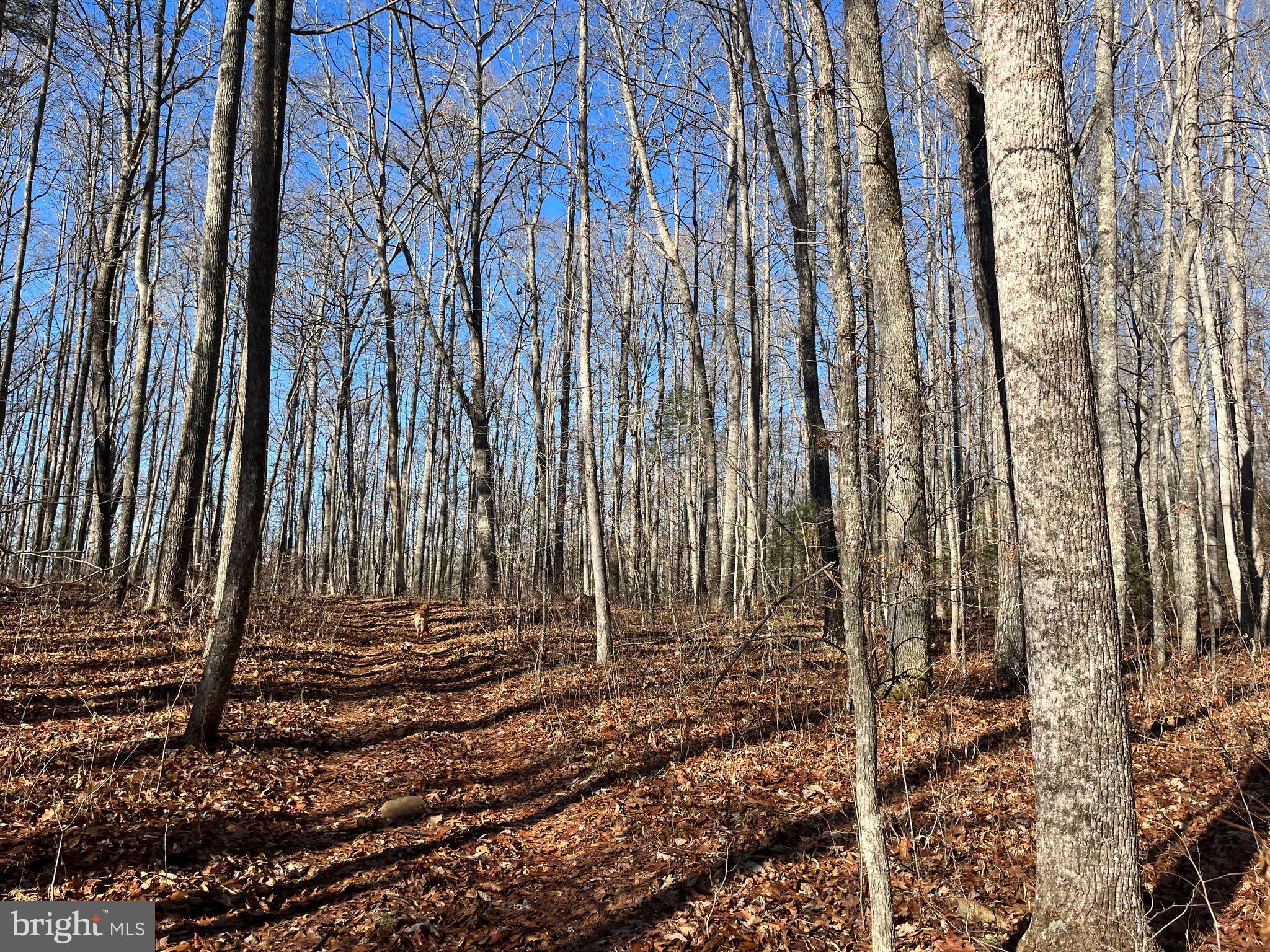 0 Chisholm Creek Road Dugspur, VA 24325 - Photo 54 of 71 a view of a backyard with a trees