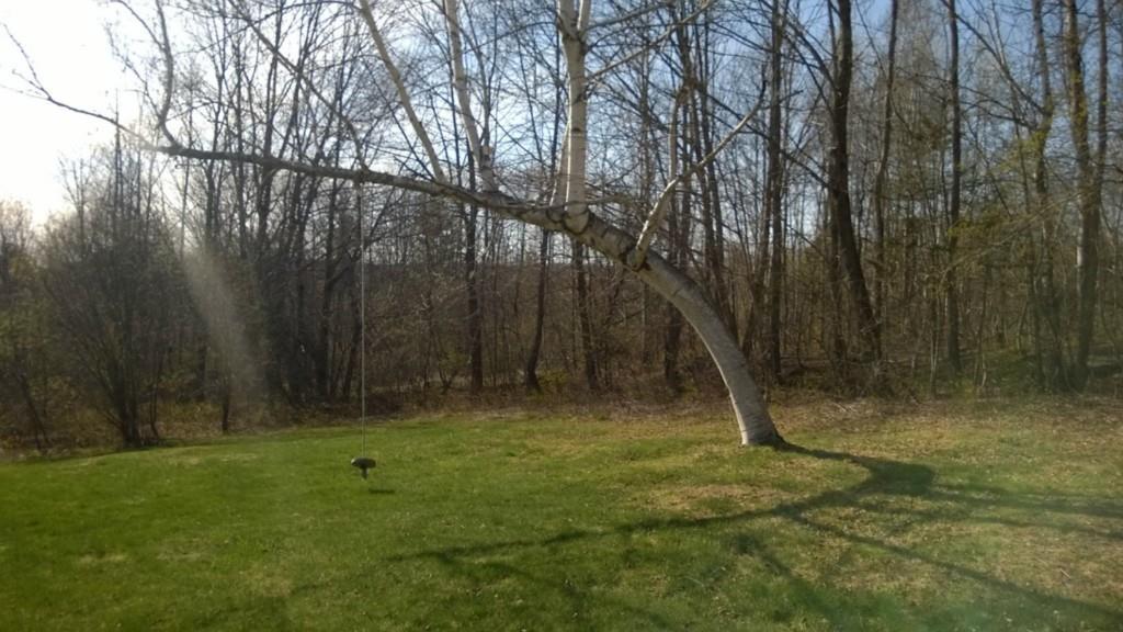 21 Birch Road Strong, ME 04983 - Photo 32 of 35 Bent Birch swing