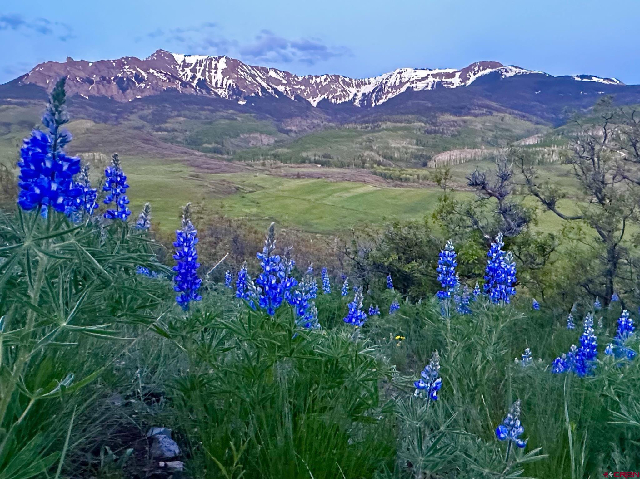 a view of a flower in a garden