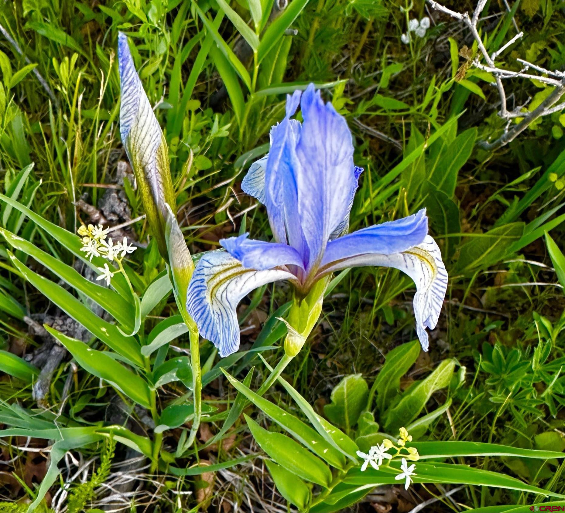 Tbd 59t Road Placerville, CO 81430 - Photo 11 of 28 a close up of a plant in a garden