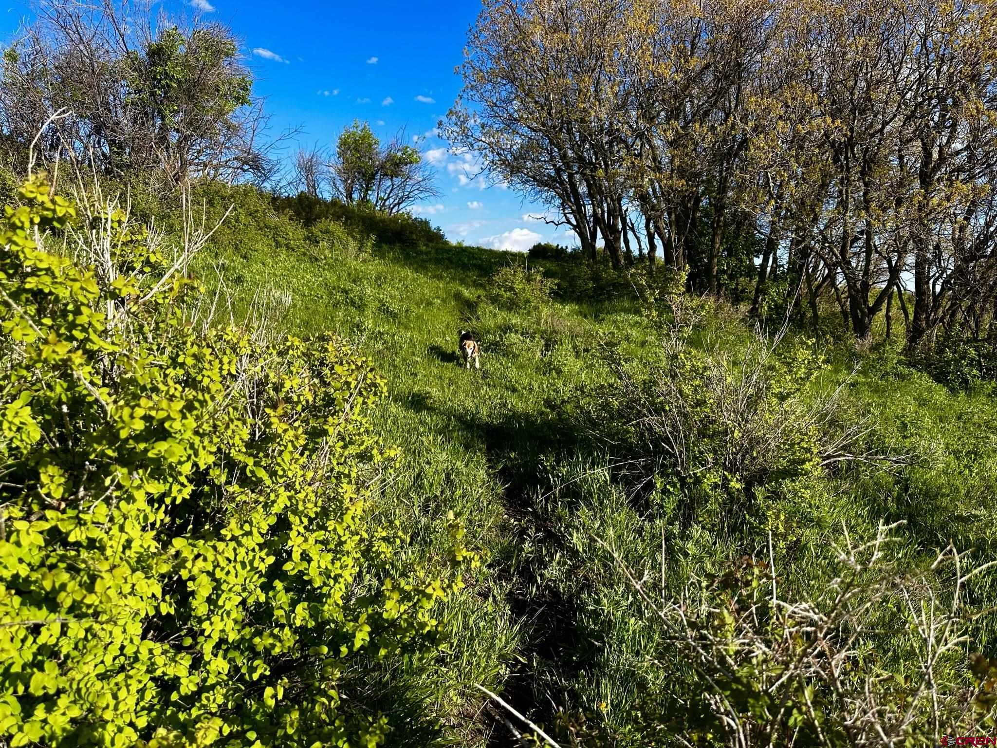 Tbd 59t Road Placerville, CO 81430 - Photo 26 of 28 a view of a garden