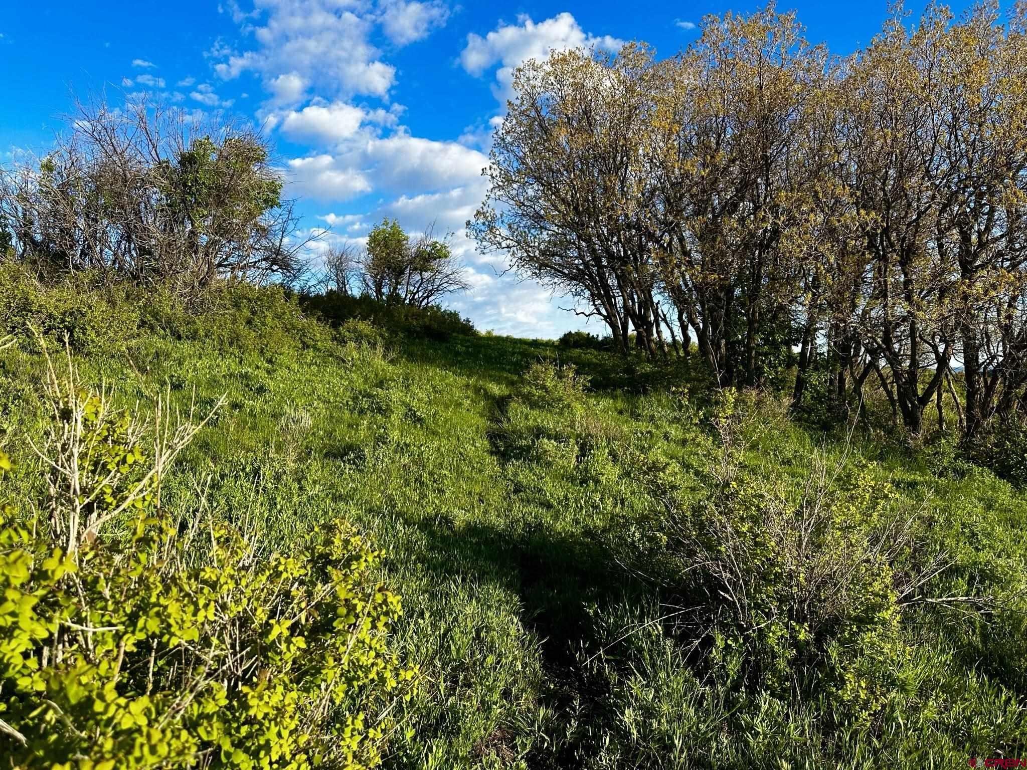 Tbd 59t Road Placerville, CO 81430 - Photo 7 of 28 a view of a garden