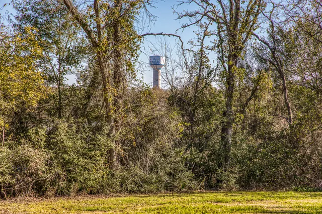 a picture of a tree with a yard