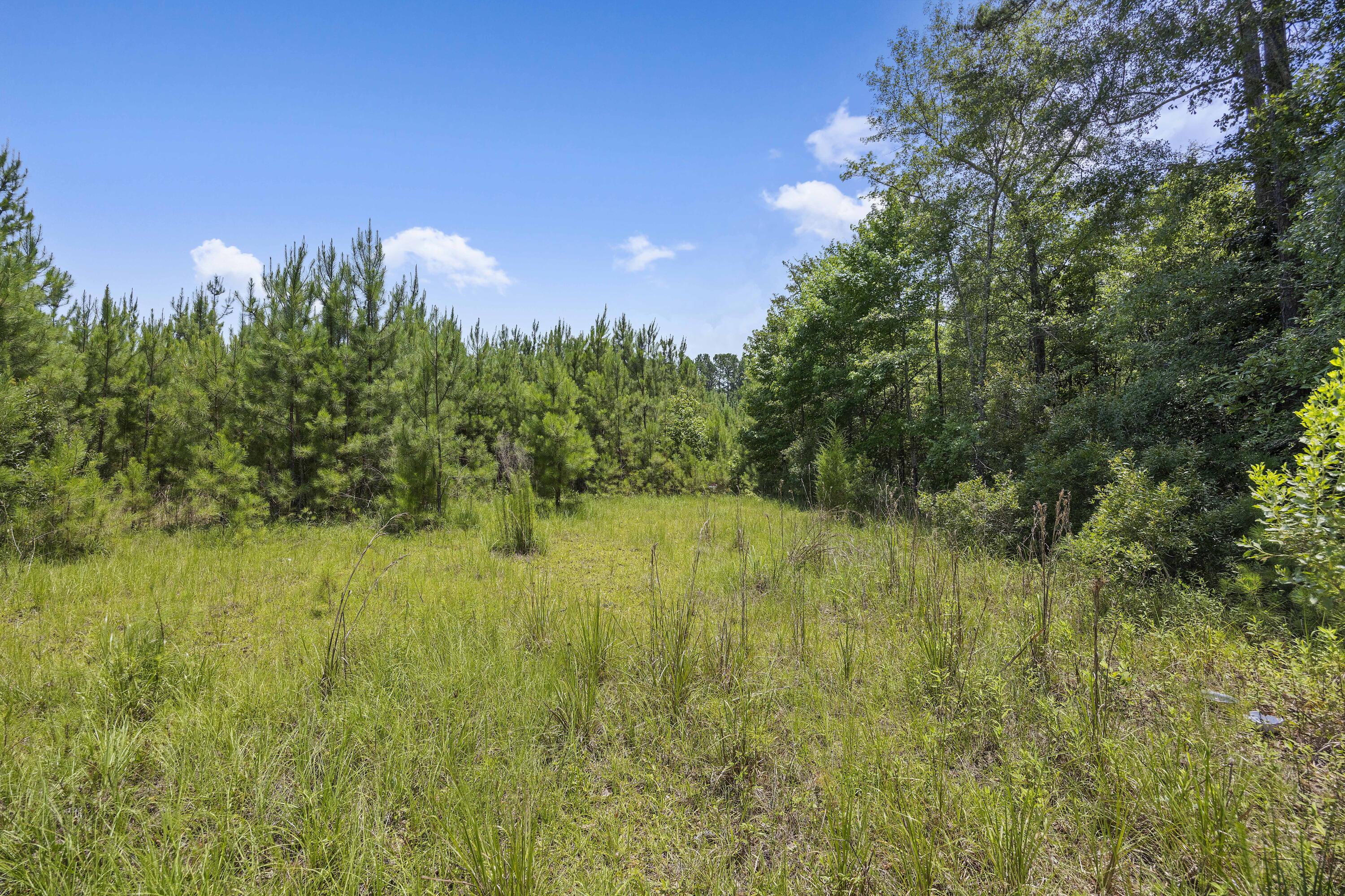 1667 Mudville Road Ridgeville, SC 29472 - Photo 8 of 14 243A0553