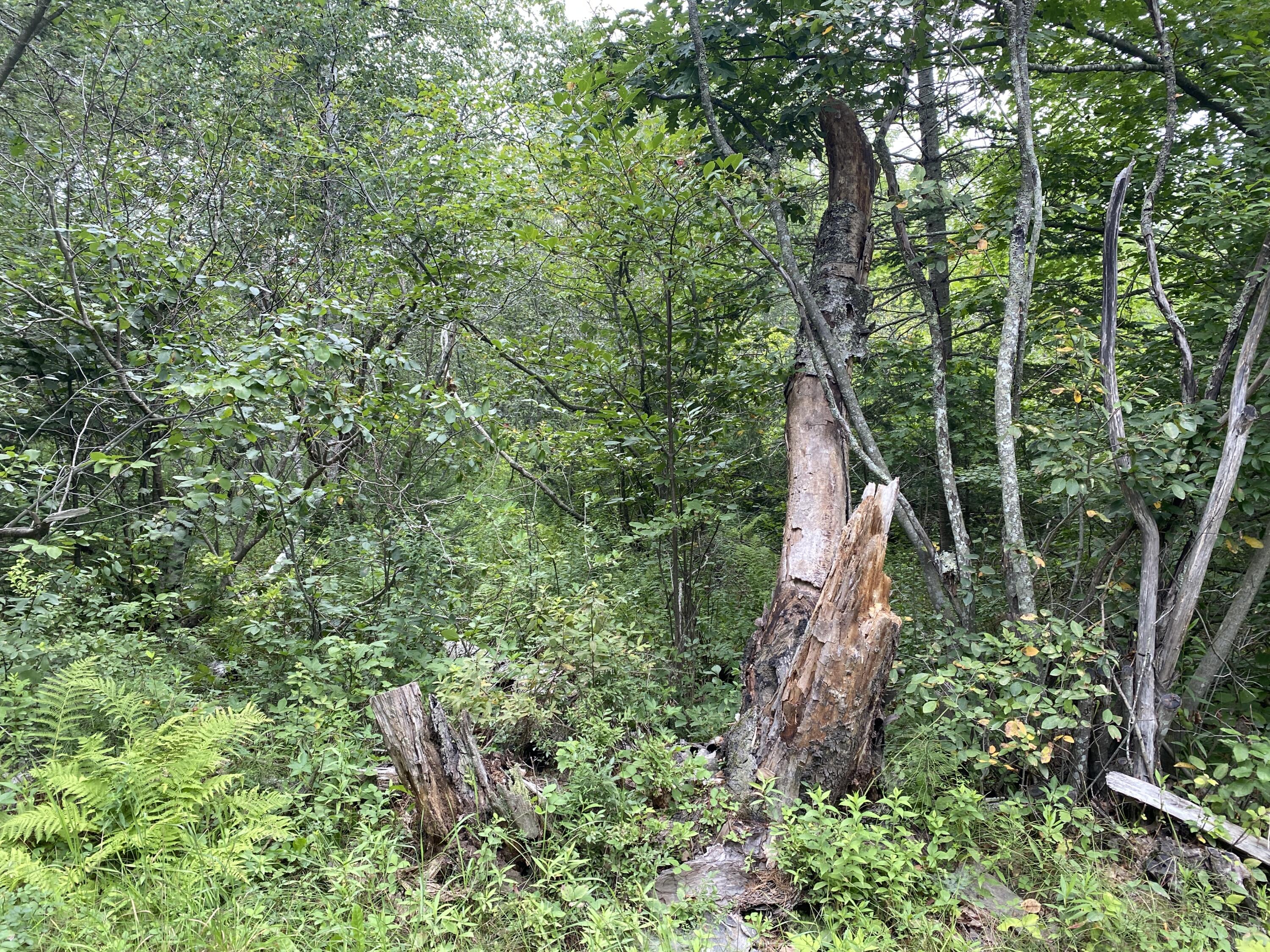 0 States Point Road Tenants Harbor, ME 04860 - Photo 17 of 25 A6F03645-CCE4-4E65-BC0D-9F73F83AE3FE