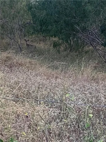 a view of a yard with plants and large trees