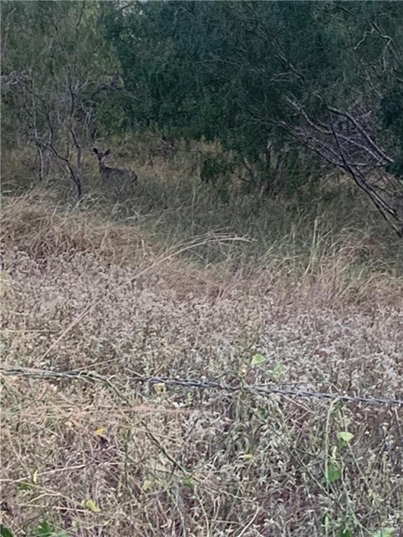 22417 Carrizales Road, Unit SERVICE Edinburg, TX 78542 - Photo 25 of 28 a view of a yard with a trees