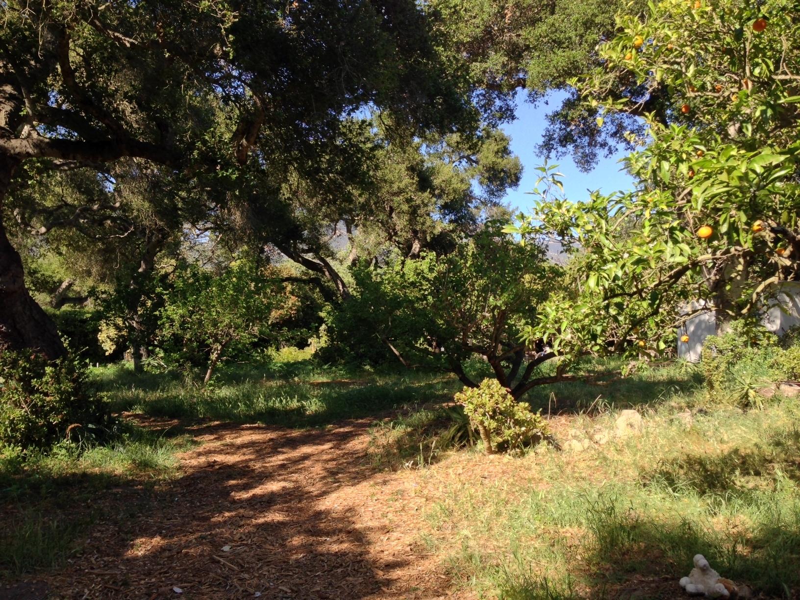 2134 East Valley Road Santa Barbara, CA 93108 - Photo 3 of 5 2134 East Valley - oaks