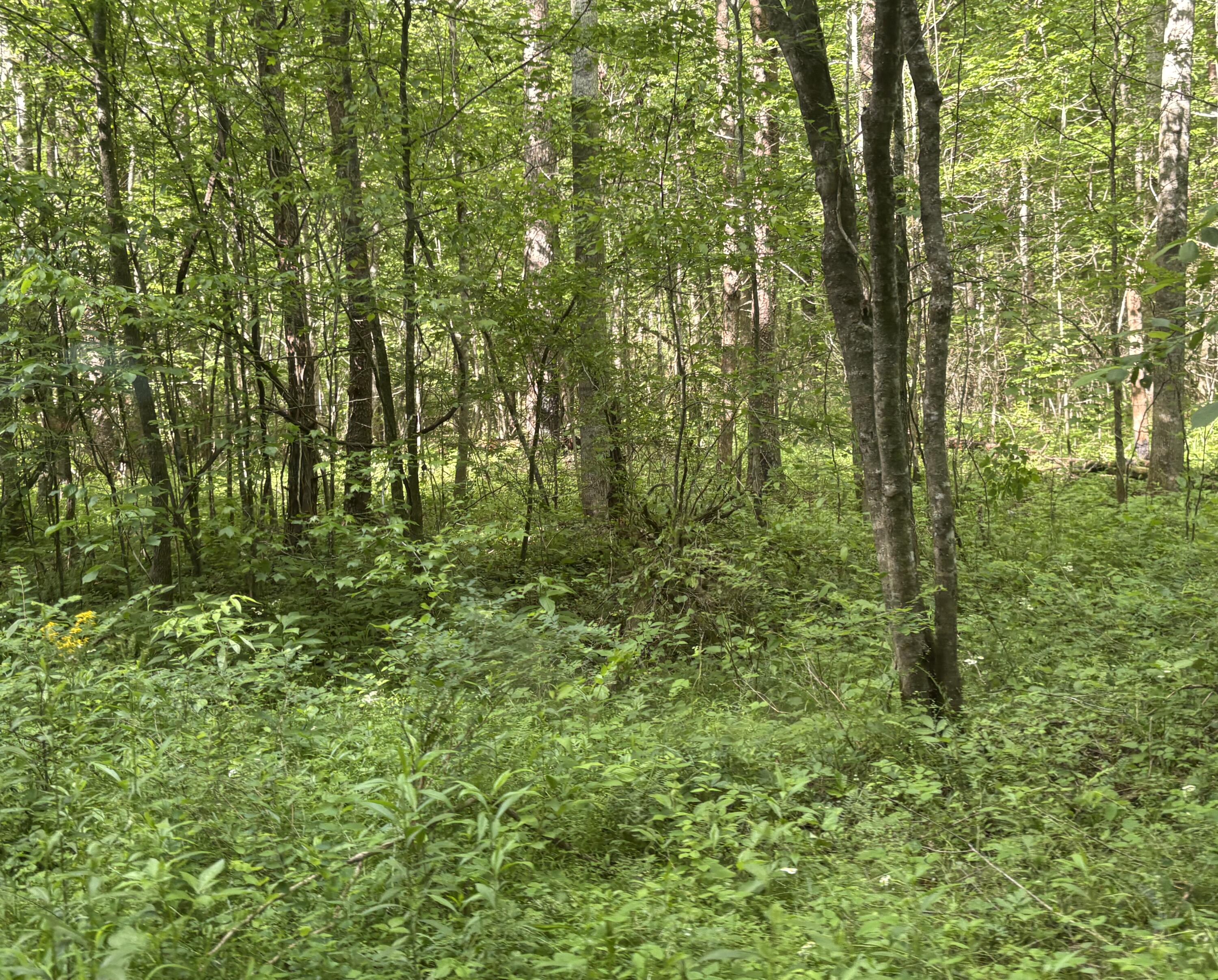 0 Egypt Hollow Road Trenton, GA 30752 - Photo 7 of 15 IMG_1583