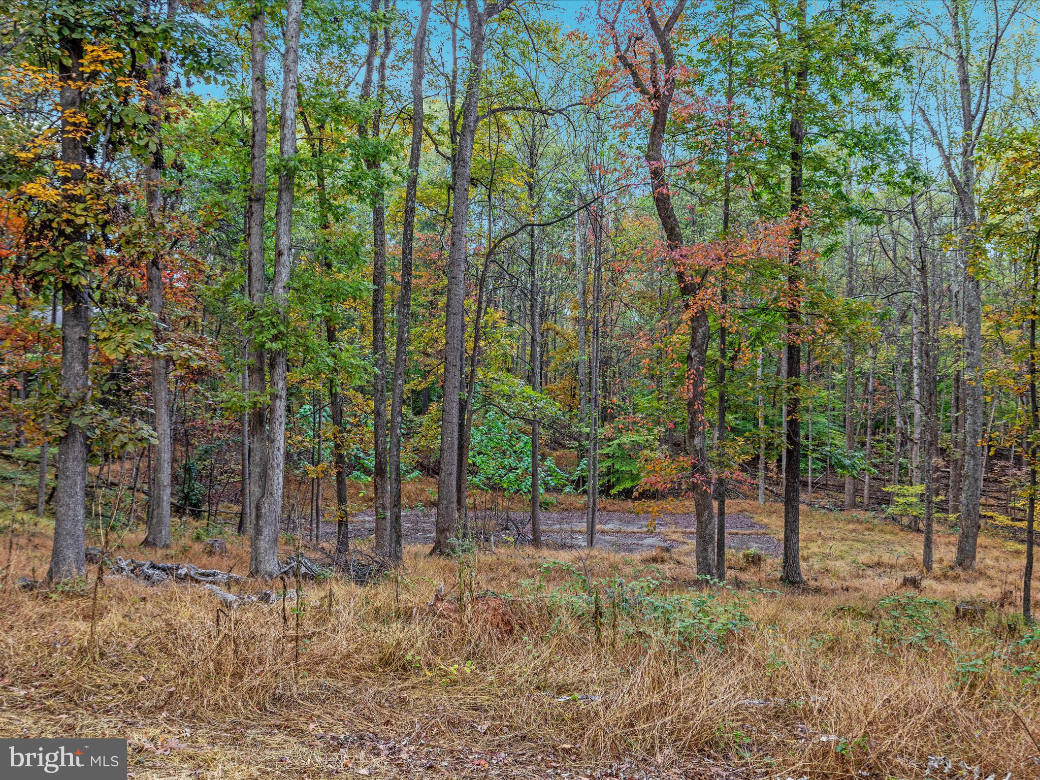 7261 Baldwin Ridge Road Warrenton, VA 20187 - Photo 51 of 76 a view of a forest filled with trees