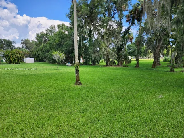a view of a tree in a field