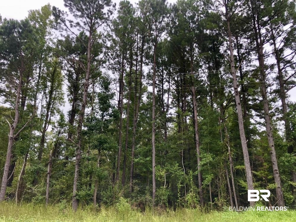 0 Nathan Jordan Road Chatom, AL 36518 - Photo 1 of 12