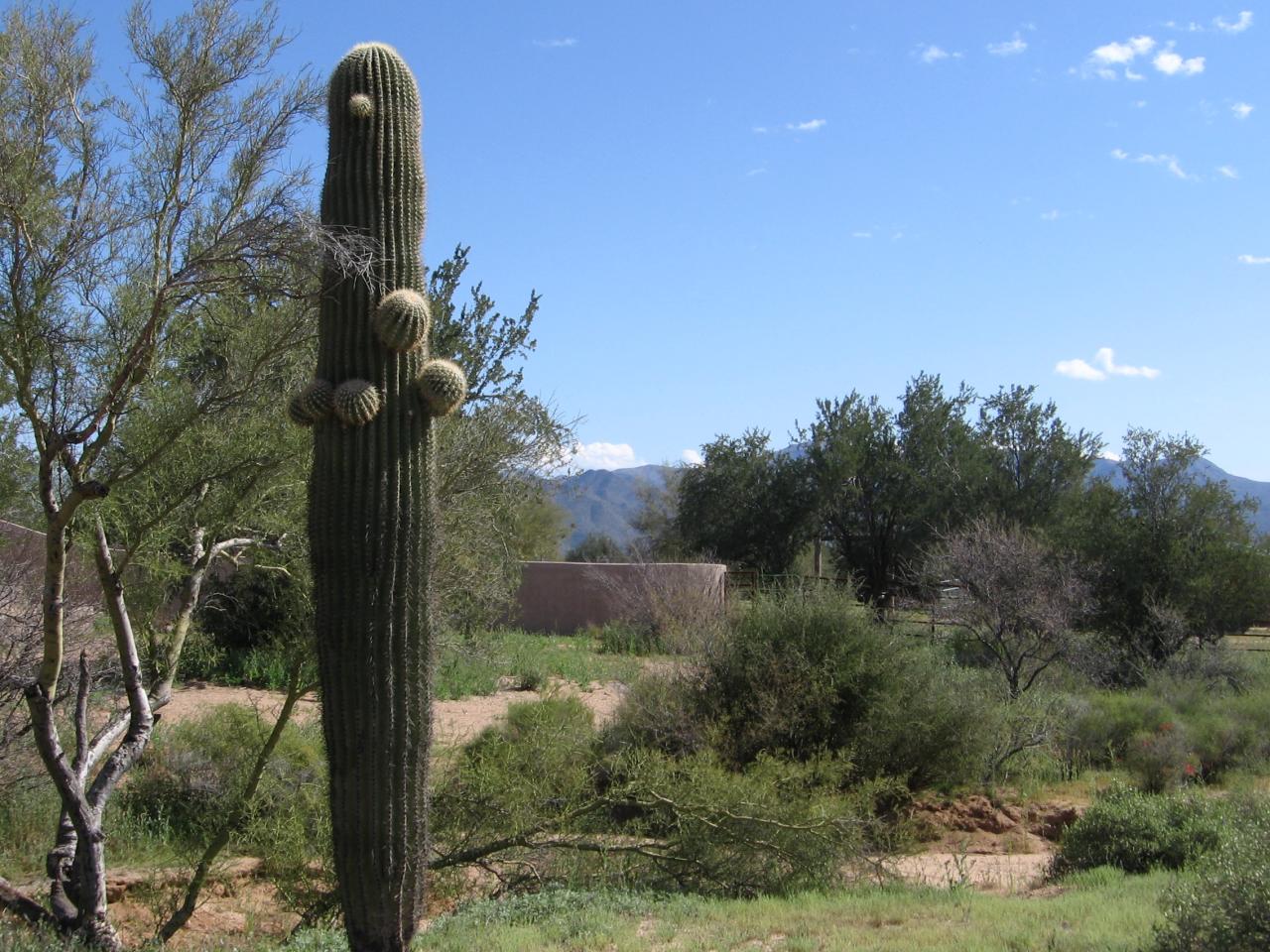 30325 North 170th Street Rio Verde, AZ 85263 - Photo 4 of 34 View