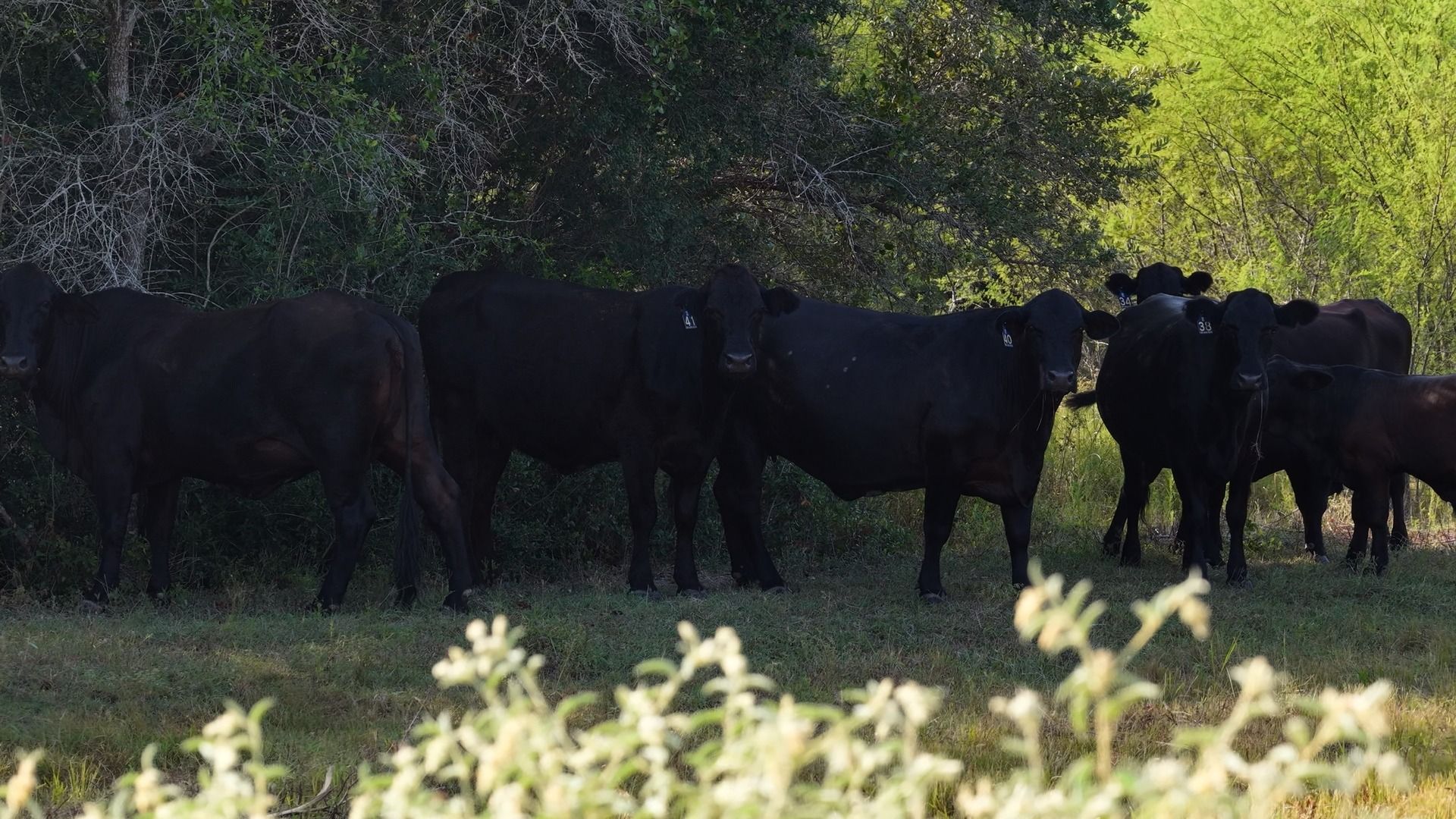 251 Old Goliad Road Refugio, TX 78377 - Photo 19 of 40 Mature trees and open pastures define this expansive rural acreage.