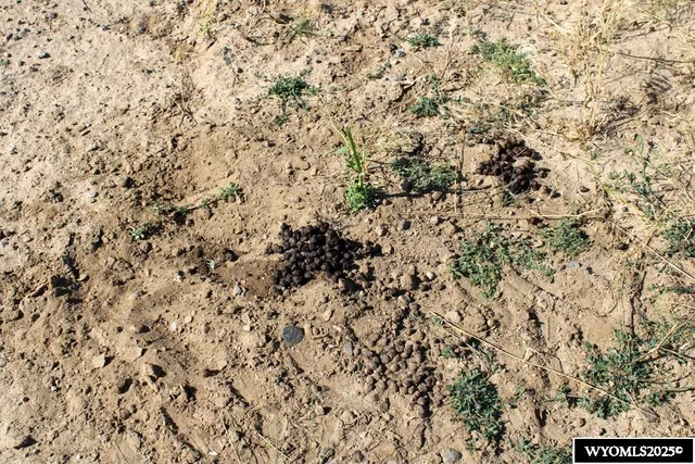 $33,000 | Cowboy Way, Casper, WY 82601