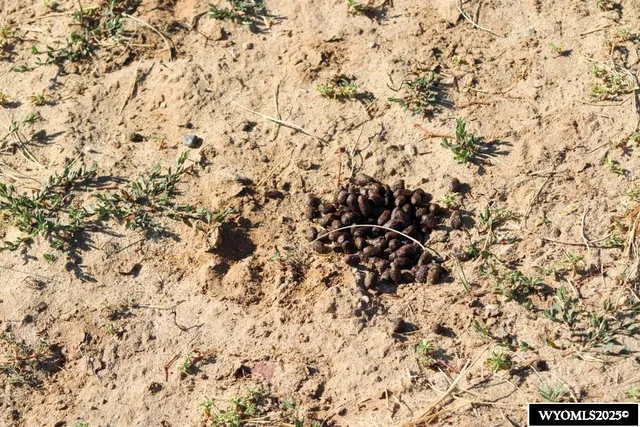 $33,000 | Cowboy Way, Casper, WY 82601